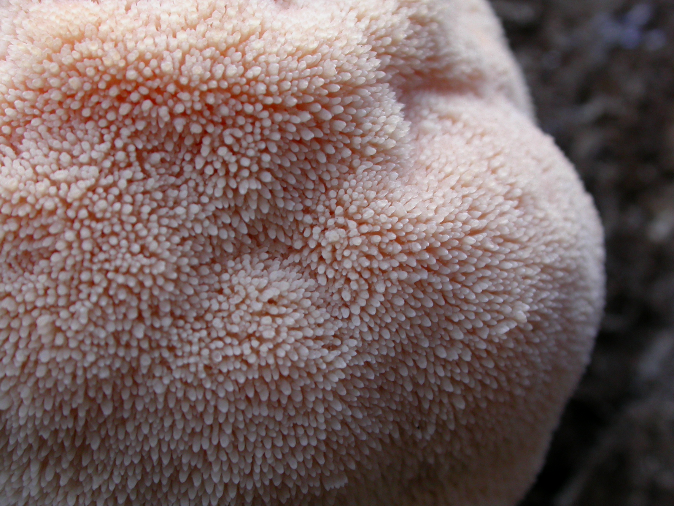 Aslan Yelesi - Hericium erinaceus